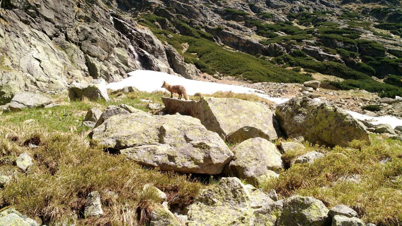Apartment Lucy - Primo Tatry Stary Smokovec Vysoké Tatry Eksteriør billede